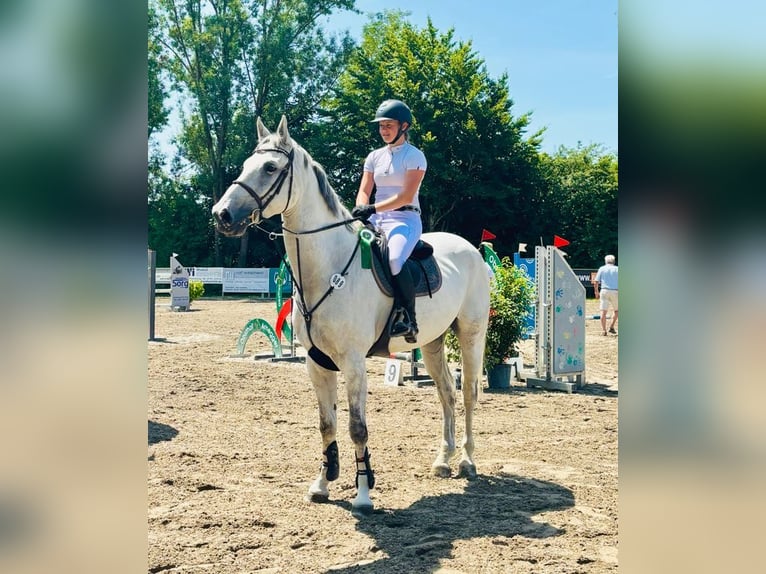 Caballo de deporte alemán Caballo castrado 8 años 178 cm Tordo in Wilhelmsdorf