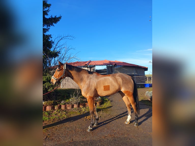 Caballo de deporte alemán Caballo castrado 8 años 179 cm Castaño in Wiernsheim
