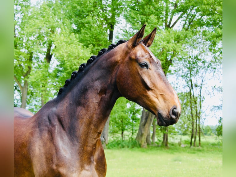 Caballo de deporte alemán Caballo castrado 8 años 179 cm Castaño oscuro in Fehrbellin