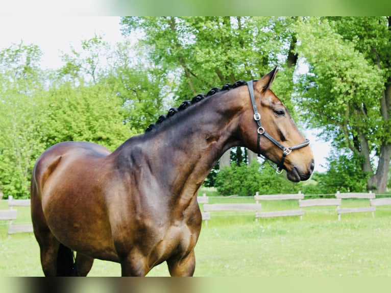 Caballo de deporte alemán Caballo castrado 8 años 179 cm Castaño oscuro in Fehrbellin