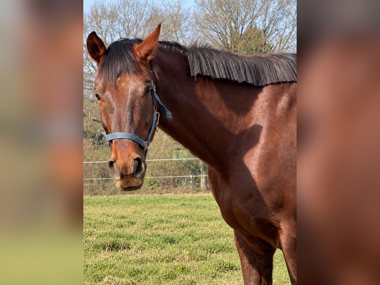 Caballo de deporte alemán Caballo castrado 8 años 185 cm  in Altenkirchen