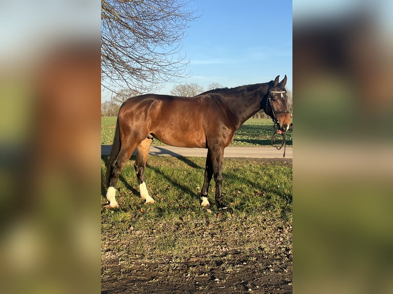 Caballo de deporte alemán Caballo castrado 8 años 185 cm Castaño oscuro in Papenhagen