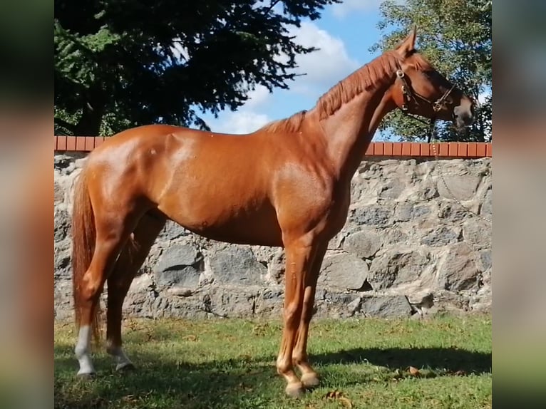 Caballo de deporte alemán Caballo castrado 9 años 158 cm Alazán in Neustadt/Dosse