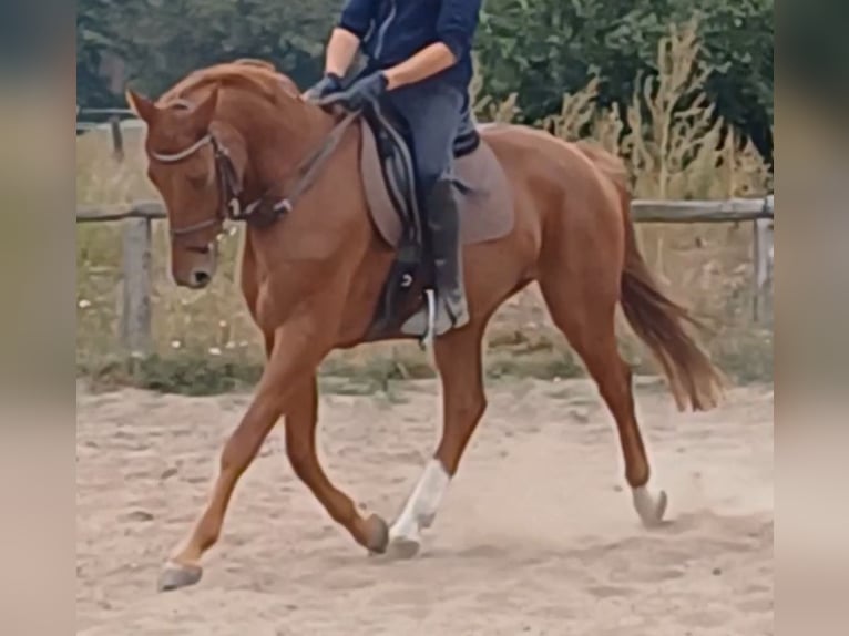 Caballo de deporte alemán Caballo castrado 9 años 158 cm Alazán in Neustadt/Dosse