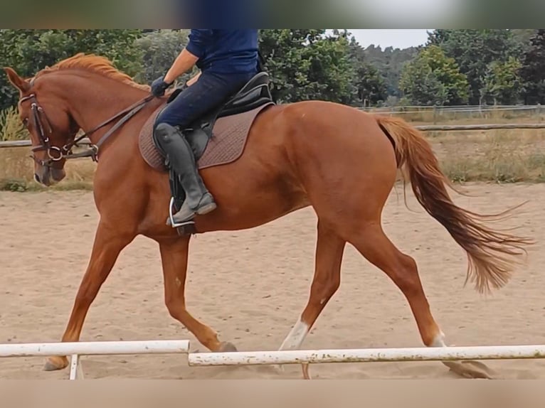 Caballo de deporte alemán Caballo castrado 9 años 158 cm Alazán in Ringelsdorf