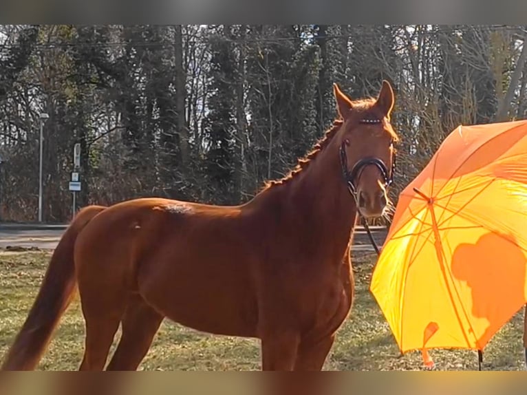 Caballo de deporte alemán Caballo castrado 9 años 158 cm Alazán in Ringelsdorf