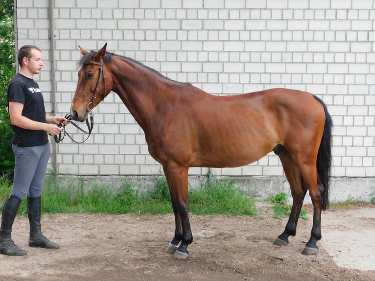 Caballo de deporte alemán Caballo castrado 9 años 160 cm Castaño in Neuholland