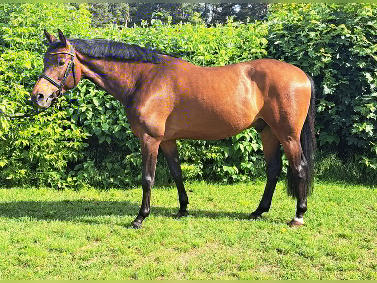 Caballo de deporte alemán Caballo castrado 9 años 163 cm Castaño in Döllen