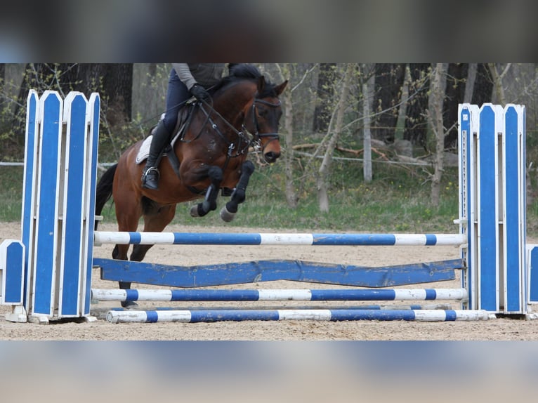 Caballo de deporte alemán Caballo castrado 9 años 163 cm Castaño oscuro in Schönebeck