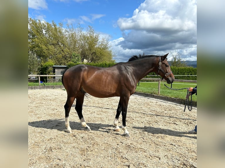 Caballo de deporte alemán Caballo castrado 9 años 164 cm Castaño in M&#xFC;llheim