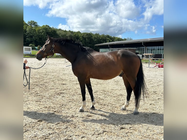 Caballo de deporte alemán Caballo castrado 9 años 164 cm Castaño in M&#xFC;llheim