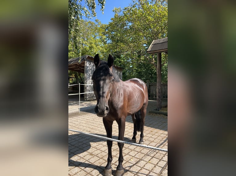 Caballo de deporte alemán Caballo castrado 9 años 164 cm Musgo in Uettingen