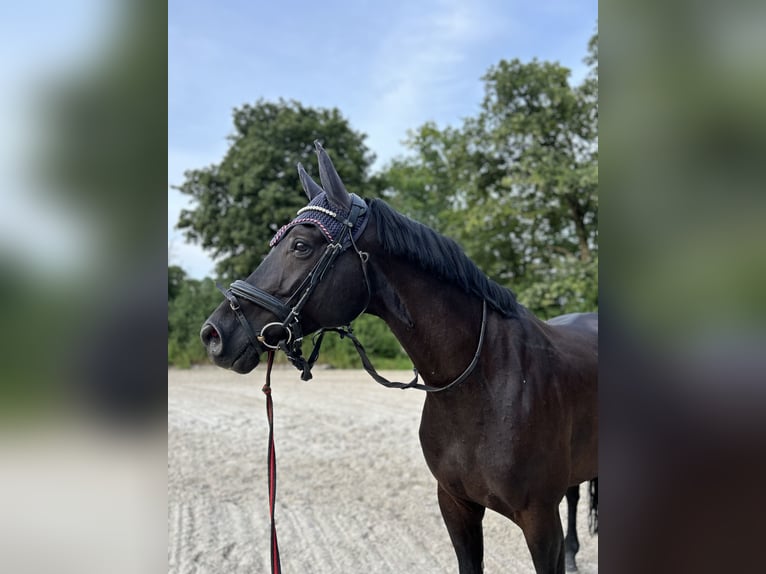 Caballo de deporte alemán Caballo castrado 9 años 164 cm Musgo in Uettingen