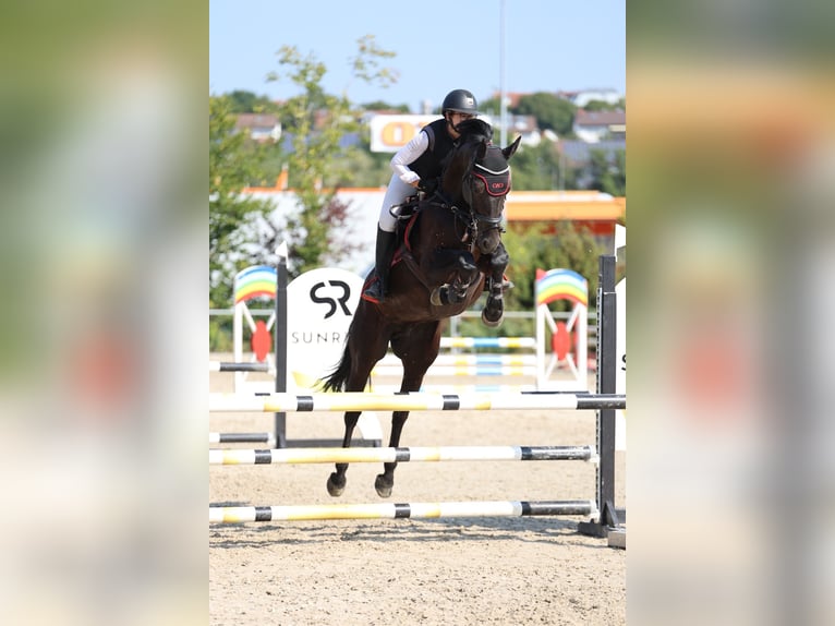 Caballo de deporte alemán Caballo castrado 9 años 164 cm Musgo in Uettingen