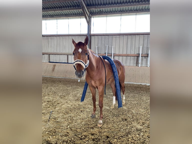 Caballo de deporte alemán Caballo castrado 9 años 165 cm Alazán in Arnsberg