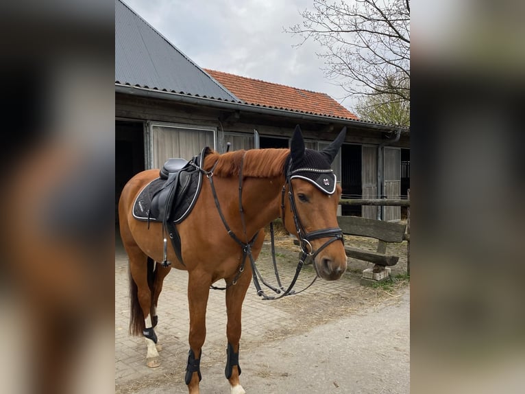 Caballo de deporte alemán Caballo castrado 9 años 165 cm Alazán in Arnsberg