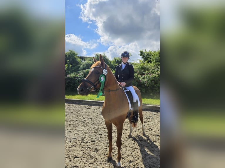 Caballo de deporte alemán Caballo castrado 9 años 165 cm Alazán in Arnsberg