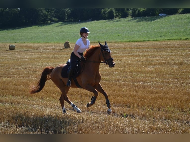 Caballo de deporte alemán Caballo castrado 9 años 165 cm Alazán in Arnsberg