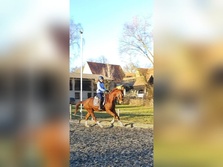 Caballo de deporte alemán Caballo castrado 9 años 165 cm Alazán in Lichtenau