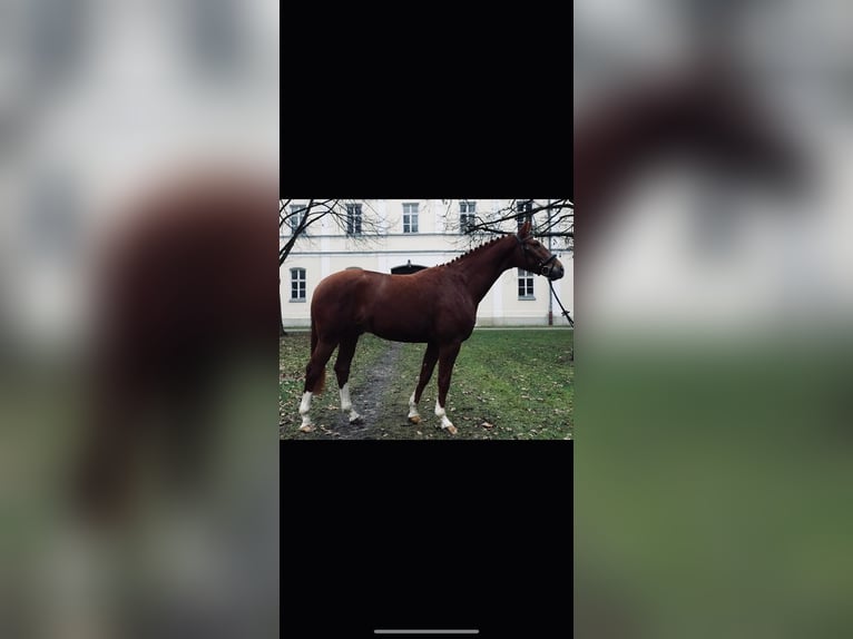 Caballo de deporte alemán Caballo castrado 9 años 165 cm Alazán in Lichtenau