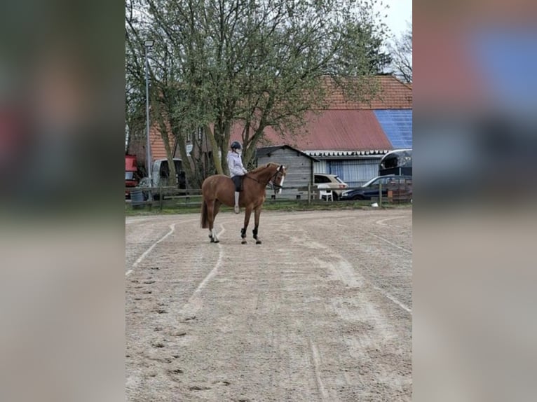 Caballo de deporte alemán Caballo castrado 9 años 165 cm Alazán in Westerstede