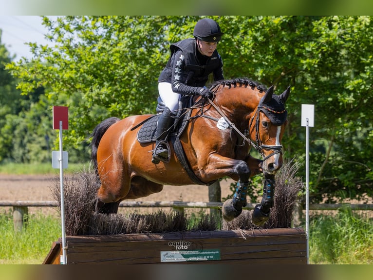 Caballo de deporte alemán Caballo castrado 9 años 165 cm Castaño in Twistetal