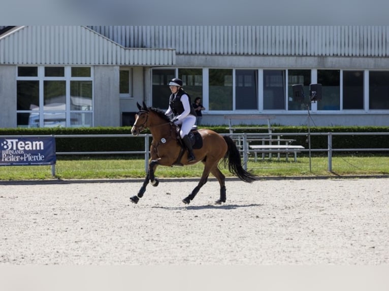 Caballo de deporte alemán Caballo castrado 9 años 165 cm Castaño in Twistetal