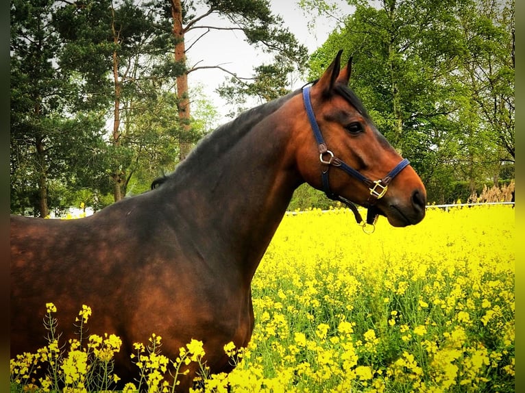 Caballo de deporte alemán Caballo castrado 9 años 167 cm Castaño in Isenbüttel