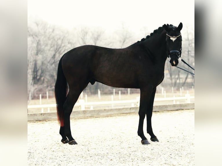 Caballo de deporte alemán Caballo castrado 9 años 167 cm Negro in Ohlsdorf
