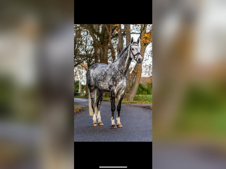 Caballo de deporte alemán Caballo castrado 9 años 167 cm Tordo rodado in Breda