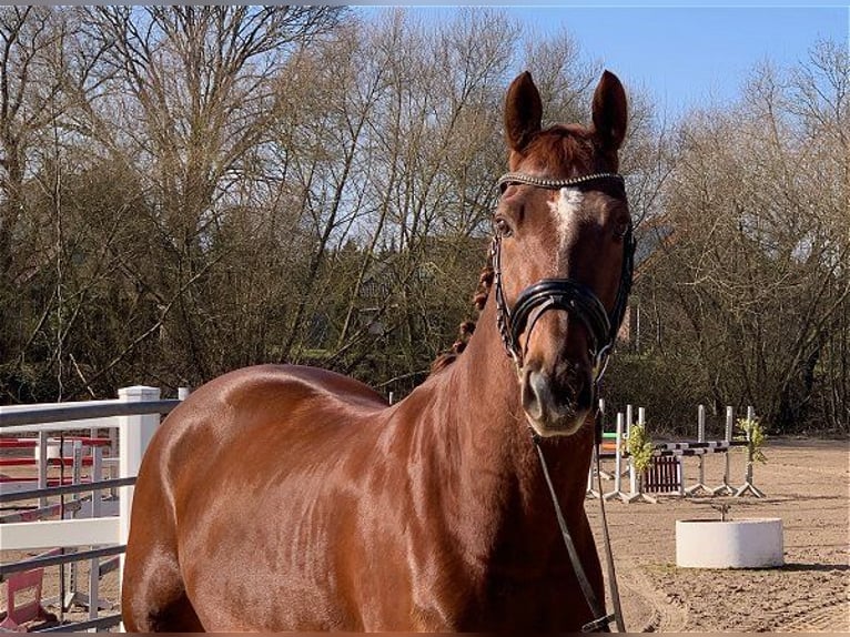 Caballo de deporte alemán Caballo castrado 9 años 168 cm Alazán-tostado in Verden (Aller)