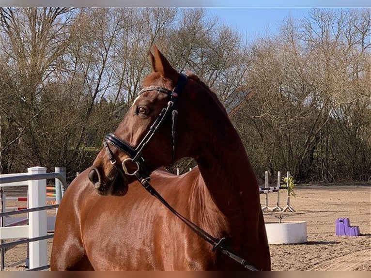 Caballo de deporte alemán Caballo castrado 9 años 168 cm Alazán-tostado in Verden (Aller)