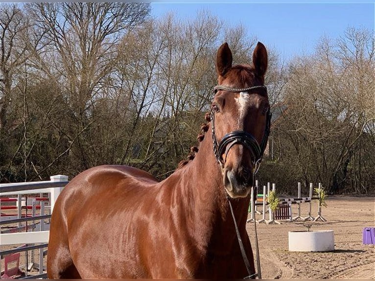 Caballo de deporte alemán Caballo castrado 9 años 168 cm Alazán-tostado in Verden (Aller)