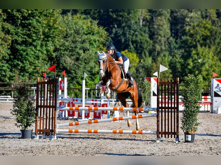 Caballo de deporte alemán Caballo castrado 9 años 168 cm Castaño in Arnegg