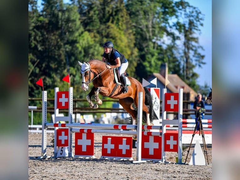 Caballo de deporte alemán Caballo castrado 9 años 168 cm Castaño in Arnegg