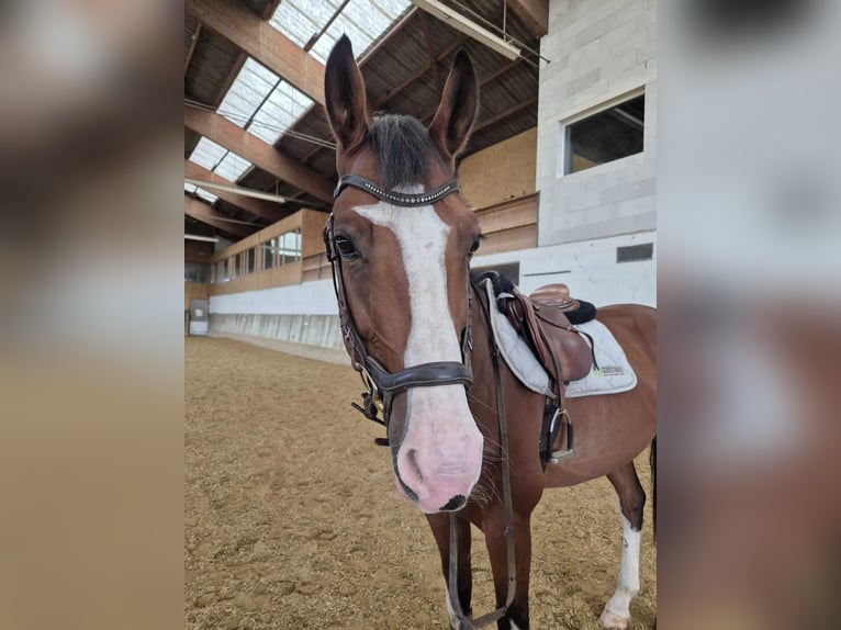 Caballo de deporte alemán Caballo castrado 9 años 168 cm Castaño in Arnegg