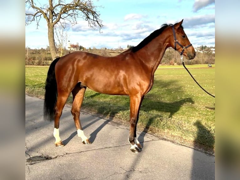 Caballo de deporte alemán Caballo castrado 9 años 168 cm Castaño in Schwäbisch Gmünd