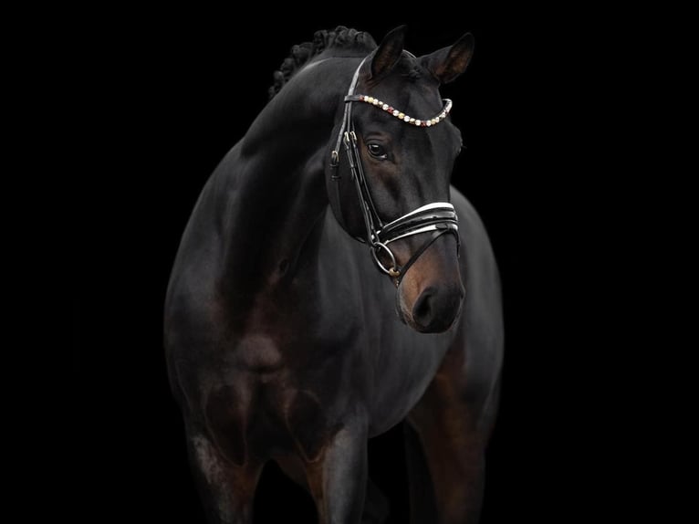 Caballo de deporte alemán Caballo castrado 9 años 168 cm Castaño oscuro in Santarém