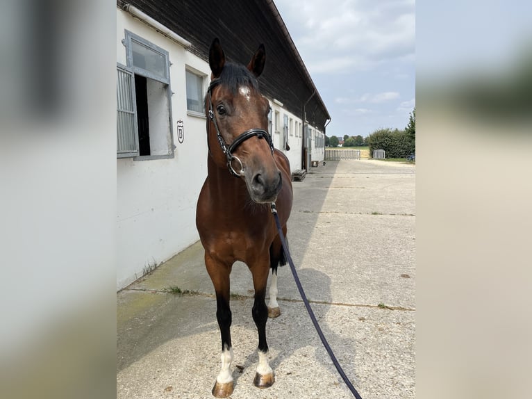 Caballo de deporte alemán Caballo castrado 9 años 169 cm Castaño claro in N&#xF6;rdlingen