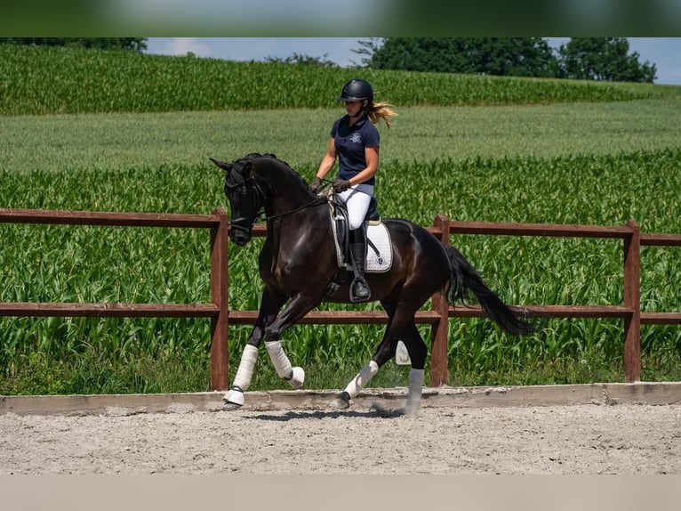 Caballo de deporte alemán Caballo castrado 9 años 169 cm Negro in Abstatt
