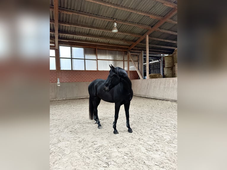 Caballo de deporte alemán Caballo castrado 9 años 169 cm Negro in Hilden