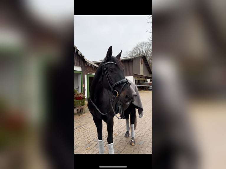 Caballo de deporte alemán Caballo castrado 9 años 169 cm Negro in Hilden