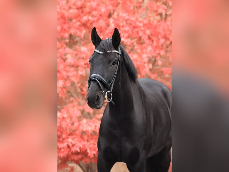 Caballo de deporte alemán Caballo castrado 9 años 169 cm Negro in Hilden