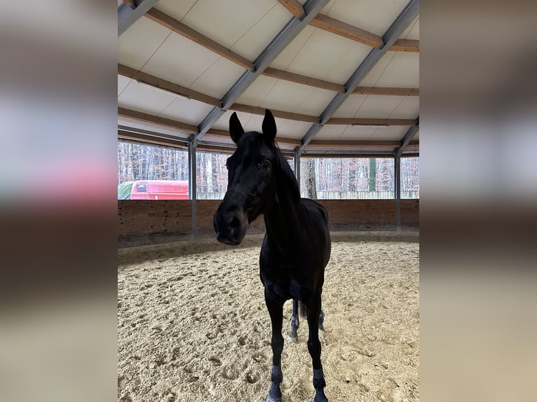 Caballo de deporte alemán Caballo castrado 9 años 169 cm Negro in Hilden