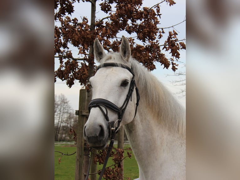 Caballo de deporte alemán Caballo castrado 9 años 169 cm Tordo in Bühl