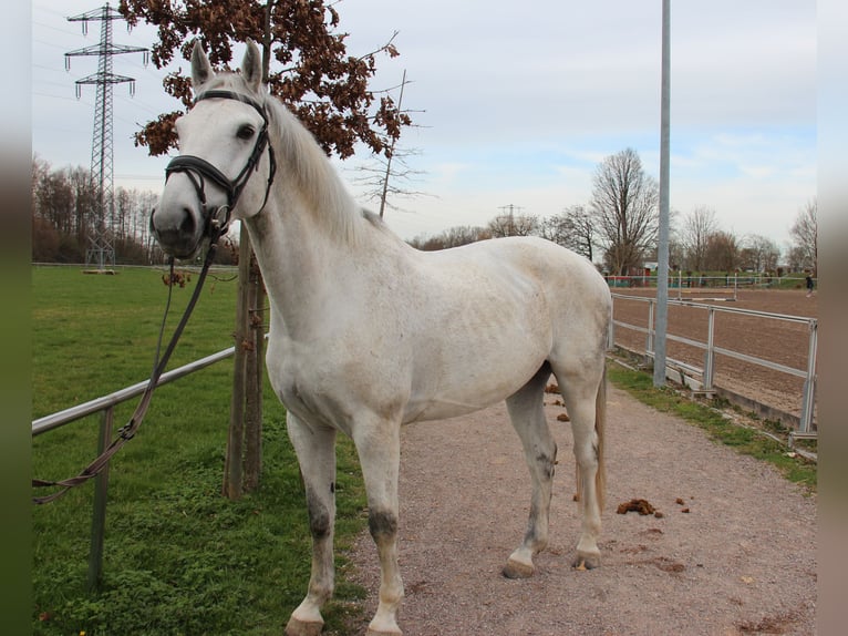 Caballo de deporte alemán Caballo castrado 9 años 169 cm Tordo in Bühl