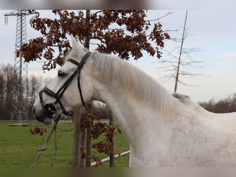 Caballo de deporte alemán Caballo castrado 9 años 169 cm Tordo in Bühl