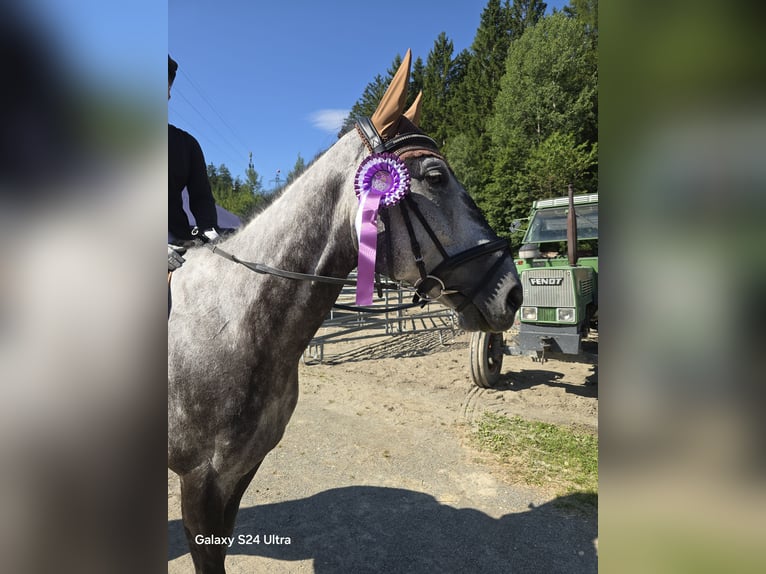 Caballo de deporte alemán Caballo castrado 9 años 169 cm Tordo rodado in Völs