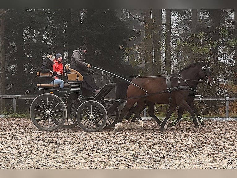 Caballo de deporte alemán Caballo castrado 9 años 170 cm Castaño in Fischbachau