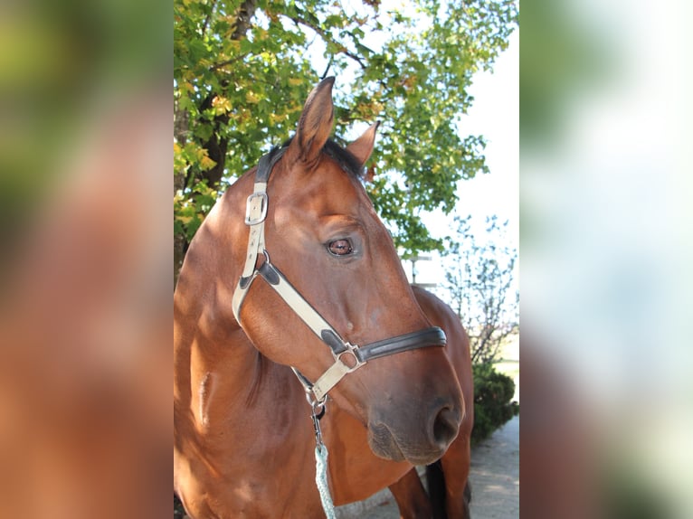 Caballo de deporte alemán Caballo castrado 9 años 170 cm Castaño in Brunnthal
